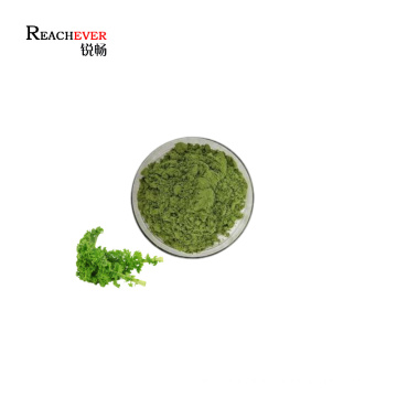Wholesale Kale Leaf Extract Pure Natural Beta Carotene Brassica Oleracea Extract Powder in Bulk Price